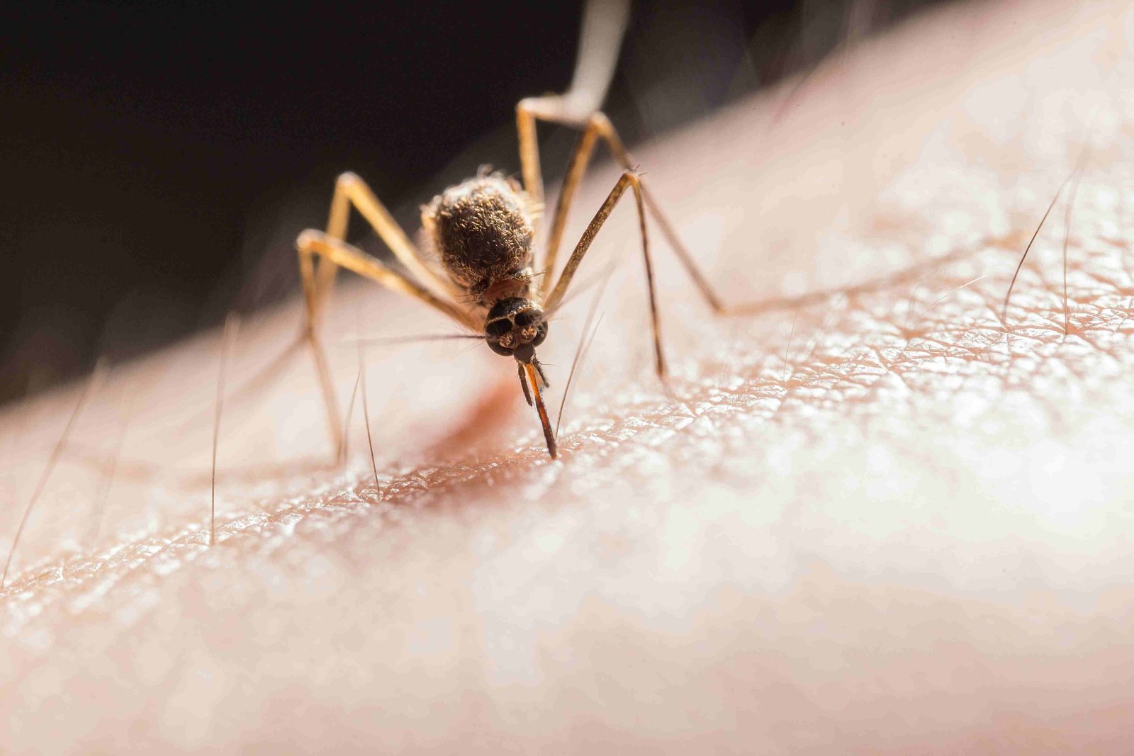 Mosquitoes