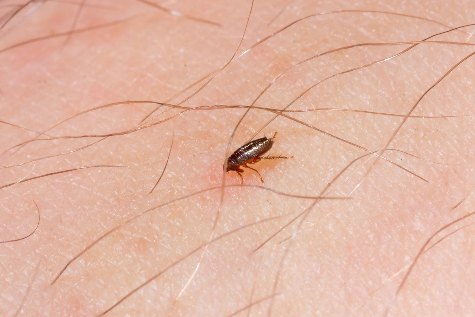 Fleas
