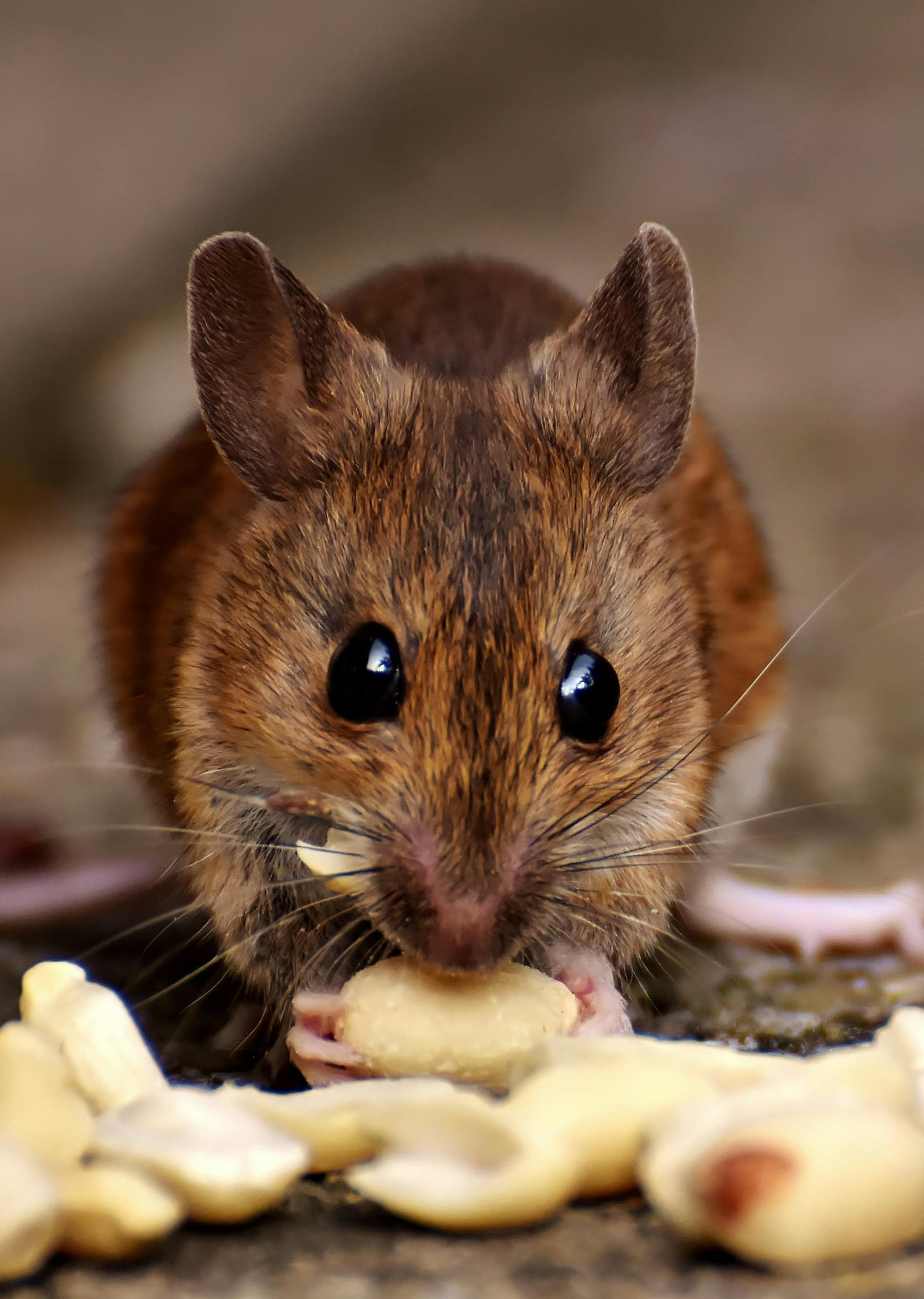 Rodents