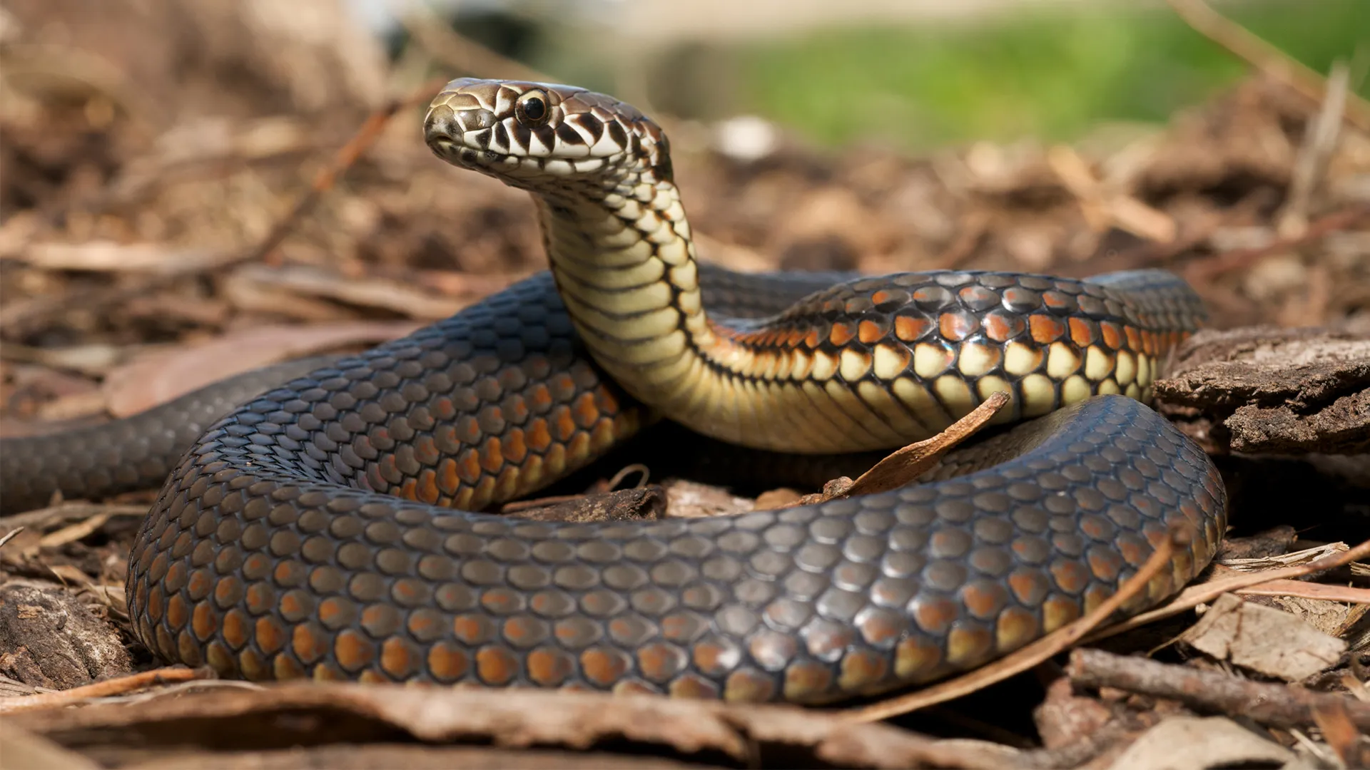 Snakes